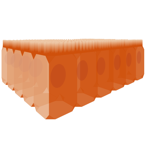 epithelium