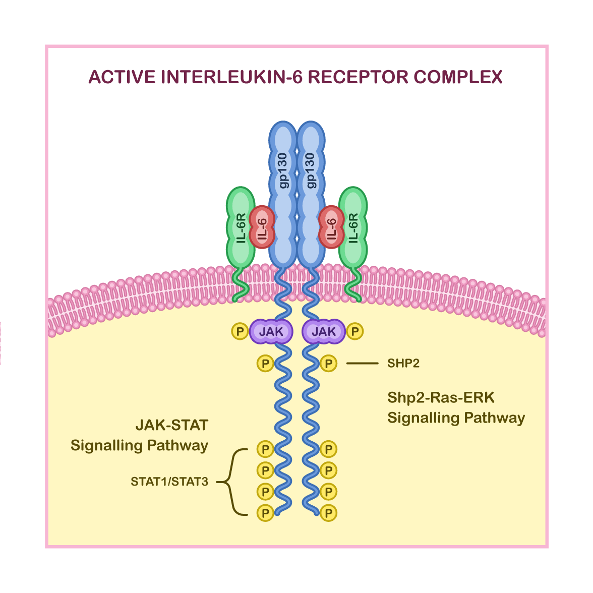 Interleukin 6 schematic